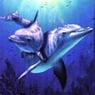 flipper22