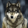 wolf123
