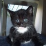 gismo1166