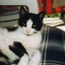 Miezekatze87