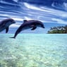 delfin62