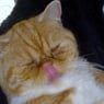 Dominocat