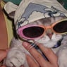easycat04