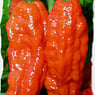 chilifreak