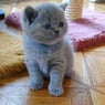 Maisy