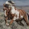 Mustang1