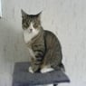PaulchentheCat