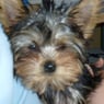 candee