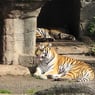 MrTiger47