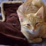 Katzenmama38