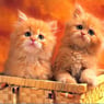 schmusekatze2010