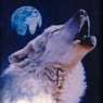 Wolf20
