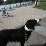 rappe1