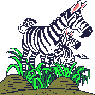 Zebra007