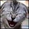 cat1971