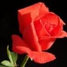 labesn