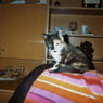 Woelkchen010