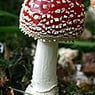 fliegenpilz7