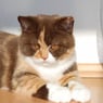 Isaboechen
