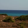 maximi