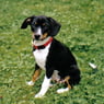 Lalia