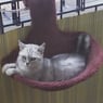 Gismo1971970