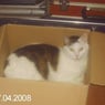 simba1960