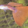 LittleGuppy