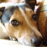jackrussel