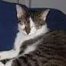 Natzekatze