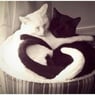 funnycat06