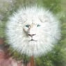 Whitelion