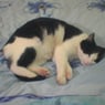 Lucycat