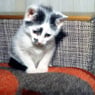 katzenkinder