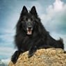 Layka1709