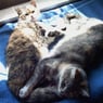 puenktchen77