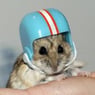 hamster222