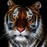 Tiger2910