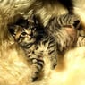 catxini