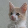 Lancelot2006