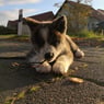 Daine