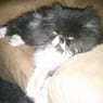kater123
