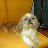Gizmo020