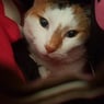 princesa