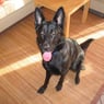 sternpet