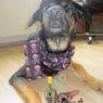 Weingeist