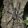 avicularia