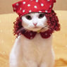 sweetcatz
