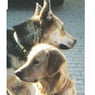 woerdogs