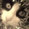 Trixie6